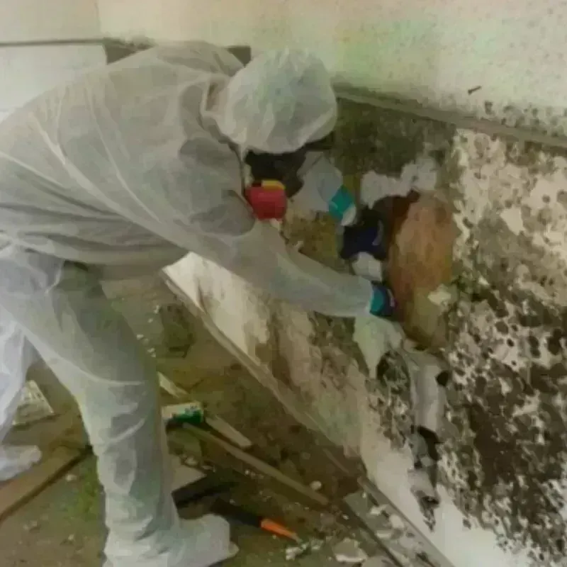 Mold Remediation and Removal in La Salle Parish, LA